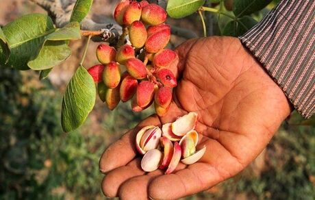 نابودی نیمی از محصول پسته مه‌ولات در استان خراسان رضوی