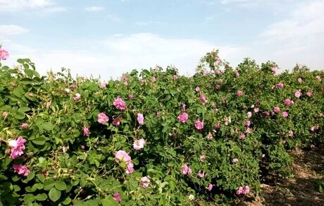 افتتاح اولین بوستان تخصصی گل محمدی تهران