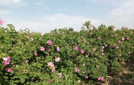 افتتاح اولین بوستان تخصصی گل محمدی تهران