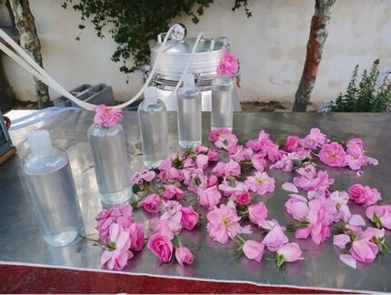 ثبت آیین گلاب‌گیری بروجرد در تقویم گردشگری