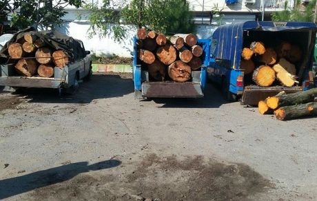 افزایش ۲۲ درصدی قاچاق چوب در سال جاری/ حفاظت از منابع طبیعی باید فرهنگ عمومی شود