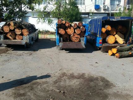 افزایش ۲۲ درصدی قاچاق چوب در سال جاری/ حفاظت از منابع طبیعی باید فرهنگ عمومی شود