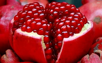 برداشت ۱۴ تن انار در هر هکتار از باغات تفت