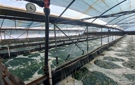 استان آذربایجان‌شرقی اولین تولیدکننده جلبک در کشور