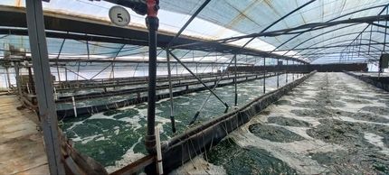 استان آذربایجان‌شرقی اولین تولیدکننده جلبک در کشور