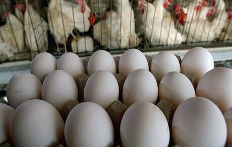برنامه‌های دولت برای حمایت از تولید مرغ و تخم‌مرغ/ صادرات آزاد شد