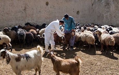 ریشه‌کنی ۵ بیماری دامی تا دو سال آینده/ مردم کشتارهای غیرمجاز را گزارش دهند