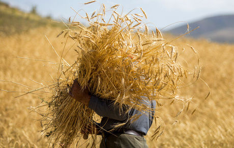 آمادگی قزافستان برای صادرات گسترده گندم به ایران