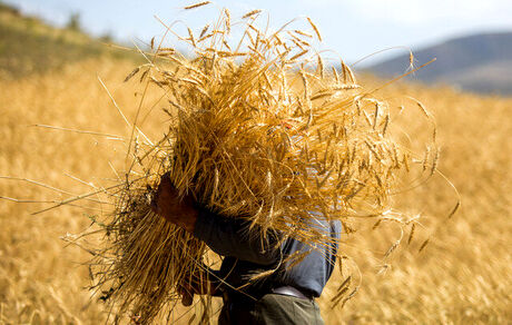 آمادگی قزافستان برای صادرات گسترده گندم به ایران