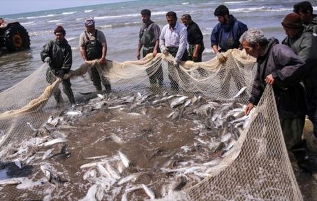 کاهش وابستگی به واردات تخم چشم زده‌ ماهی/ ارائه "شیلات کارت" به تولیدکنندگان