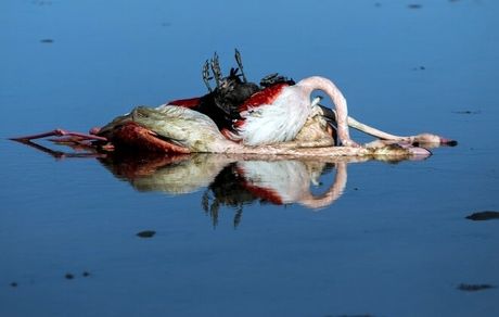 پرندگانِ مهاجر هنوز در میانکاله می‌میرند/ چرا و چطور مسموم شده‌اند؟