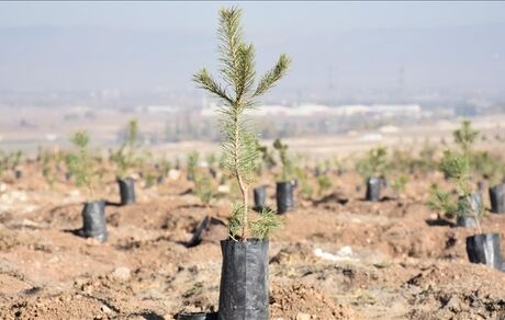 عربستان کاشت ۴۹ میلیون اصله درخت میوه را آغاز کرد