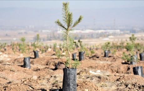 عربستان کاشت ۴۹ میلیون اصله درخت میوه را آغاز کرد