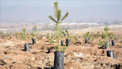 عربستان کاشت ۴۹ میلیون اصله درخت میوه را آغاز کرد