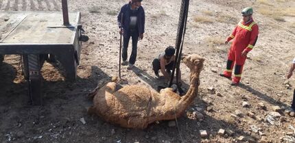 نجات یک شتر از چاه