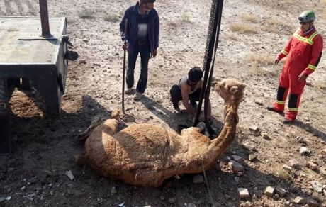 نجات یک شتر از چاه