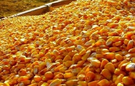 ماجرای ترخیص عجیب ۲۷ هزار تن ذرت‌ آلوده
