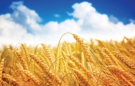 پیش بینی تولید ۱۰ میلیون تن گندم در سال زراعی جاری/خودکفایی شکر و پنبه در دستورکار