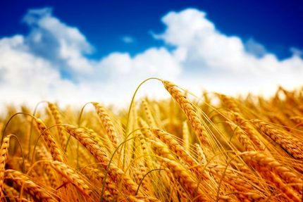 پیش بینی تولید ۱۰ میلیون تن گندم در سال زراعی جاری/خودکفایی شکر و پنبه در دستورکار