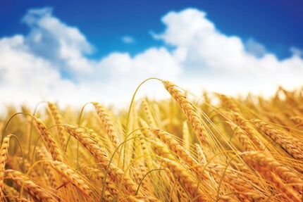 پیش بینی تولید ۱۰ میلیون تن گندم در سال زراعی جاری/خودکفایی شکر و پنبه در دستورکار