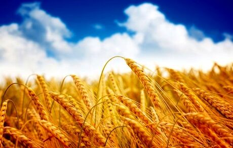 پیش بینی تولید ۱۰ میلیون تن گندم در سال زراعی جاری/خودکفایی شکر و پنبه در دستورکار