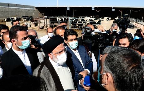 پیگیر طرح قطع دست دلالان و واسطه‌ها از بازار تأمین نهاده‌های دامی هستیم