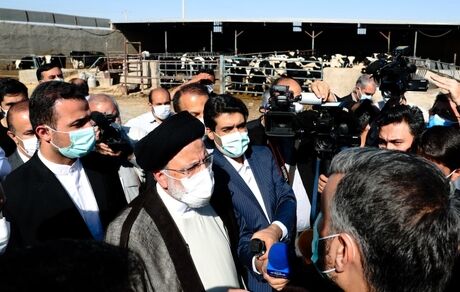 پیگیر طرح قطع دست دلالان و واسطه‌ها از بازار تأمین نهاده‌های دامی هستیم