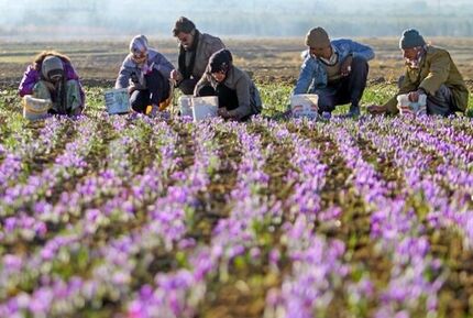 سهم ناچیز ایران از بازار گیاهان دارویی در دنیا