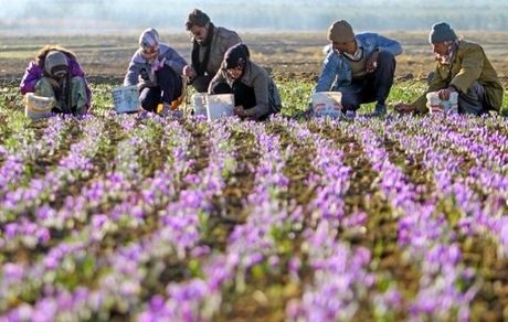 سهم ناچیز ایران از بازار گیاهان دارویی در دنیا