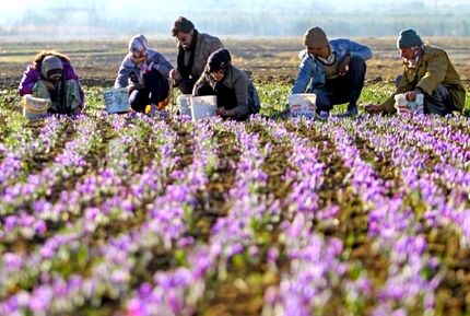 سهم ناچیز ایران از بازار گیاهان دارویی در دنیا