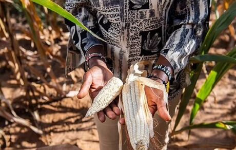 دانه‌های جادویی "بیل گیتس" برای پایان دادن به گرسنگی در جهان!