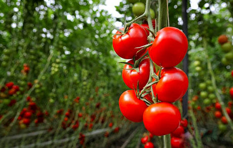 اعلام ممنوعیت صادرات گوجه فرنگی استان خوزستان به کشور عراق