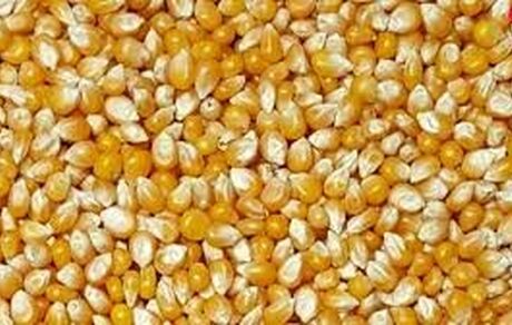 نگران ذرت‌های آلوده نباشید