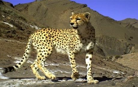 رؤیت مجدد یوز آسیایی در منطقه یوزکنام پل ابریشم 