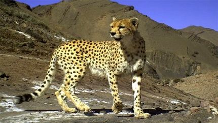 رؤیت مجدد یوز آسیایی در منطقه یوزکنام پل ابریشم 