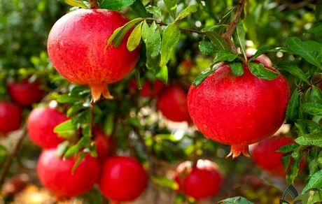 برداشت ۲۴ هزار تن انار در سیستان و بلوچستان