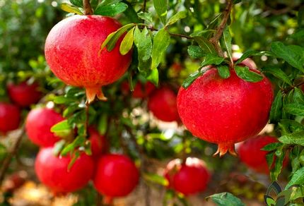 برداشت ۲۴ هزار تن انار در سیستان و بلوچستان