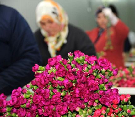 صادرات  ۷۰ میلیون شاخه گل در آستانه ولنتاین توسط ترکیه