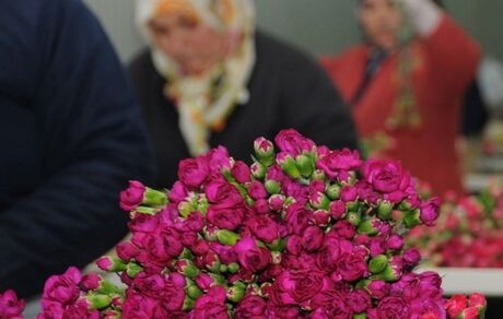 صادرات  ۷۰ میلیون شاخه گل در آستانه ولنتاین توسط ترکیه