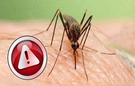 مواظب فروش فرآورده‌های دفع پشه آئدس باشید / غیرواقعی است