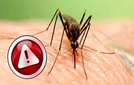مواظب فروش فرآورده‌های دفع پشه آئدس باشید / غیرواقعی است