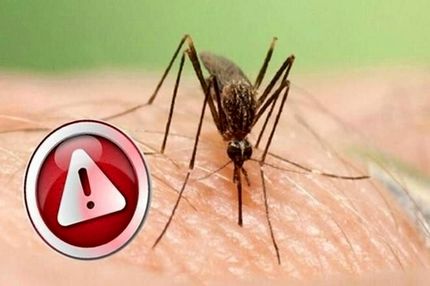 مواظب فروش فرآورده‌های دفع پشه آئدس باشید / غیرواقعی است