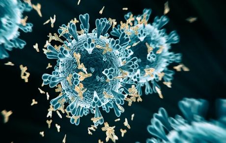 شناسایی یک پادتن جدید که می‌تواند با انواع کروناویروس مقابله کند