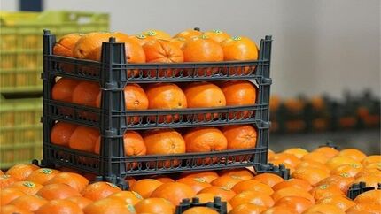 رفع ممنوعیت صادرات سیب و پرتقال