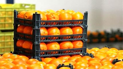 رفع ممنوعیت صادرات سیب و پرتقال