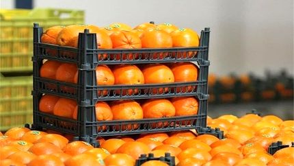 رفع ممنوعیت صادرات سیب و پرتقال