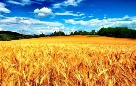 خرید تضمینی ۵۵۵ هزار تن گندم در استان گلستان / ۹۶ درصد مطالبات پرداخت شد