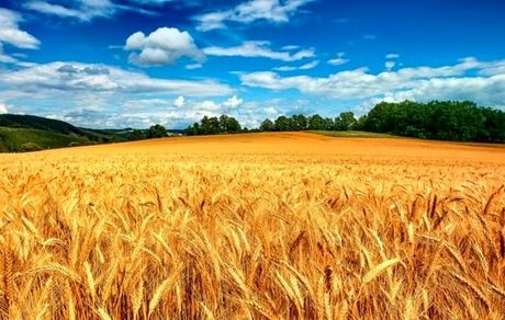 خرید تضمینی ۵۵۵ هزار تن گندم در استان گلستان / ۹۶ درصد مطالبات پرداخت شد