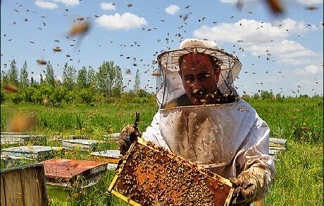افزایش ۱۳درصدی تولید عسل در استان همدان