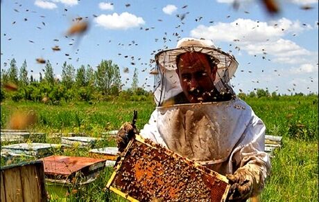 افزایش ۱۳درصدی تولید عسل در استان همدان